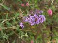 Nanho Butterfly Bush